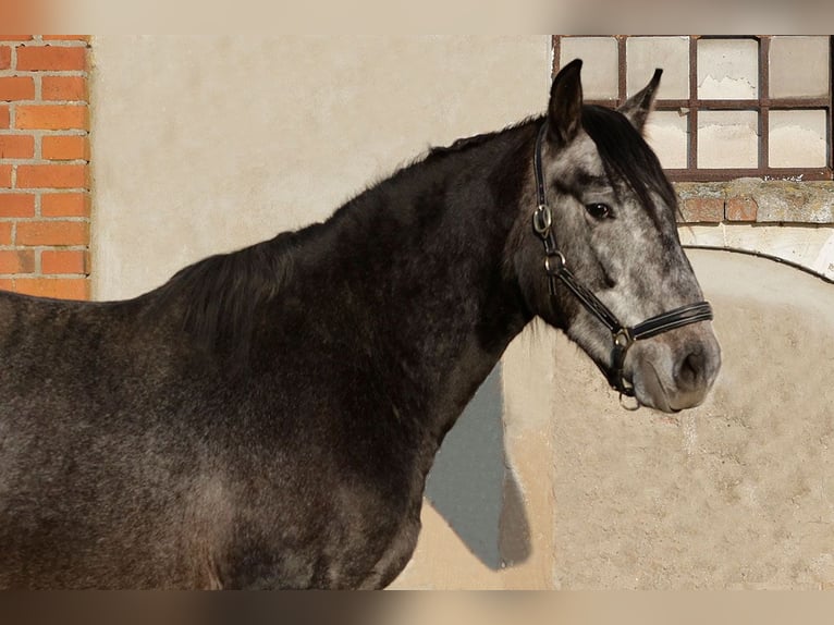 PRE Mix Hengst 3 Jahre 164 cm Rappschimmel in Teldau