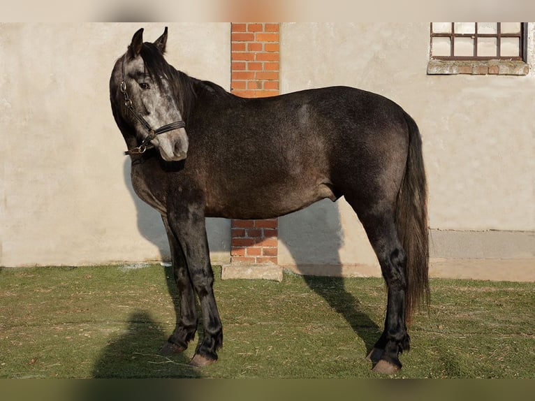 PRE Mix Hengst 3 Jahre 164 cm Rappschimmel in Teldau