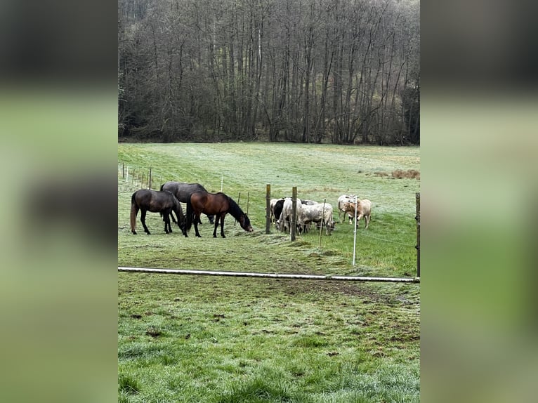 PRE Mix Hengst 3 Jahre 164 cm Rappschimmel in Steinebach