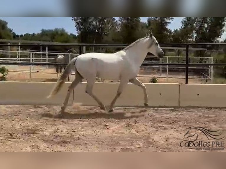 PRE Mix Hengst 3 Jahre 164 cm Schimmel in Mallorca