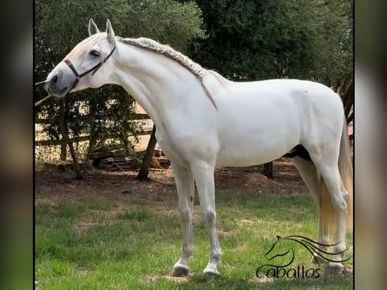 PRE Mix Hengst 3 Jahre 164 cm Schimmel in Mallorca