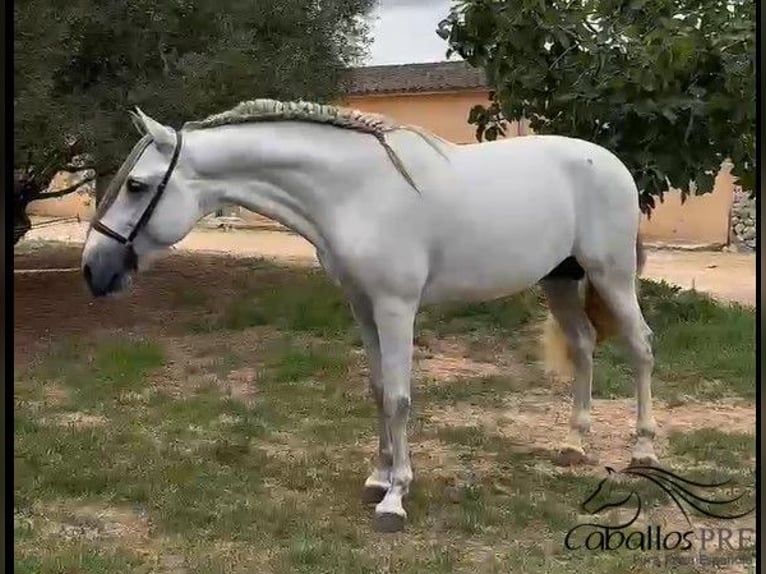 PRE Mix Hengst 3 Jahre 164 cm Schimmel in Mallorca
