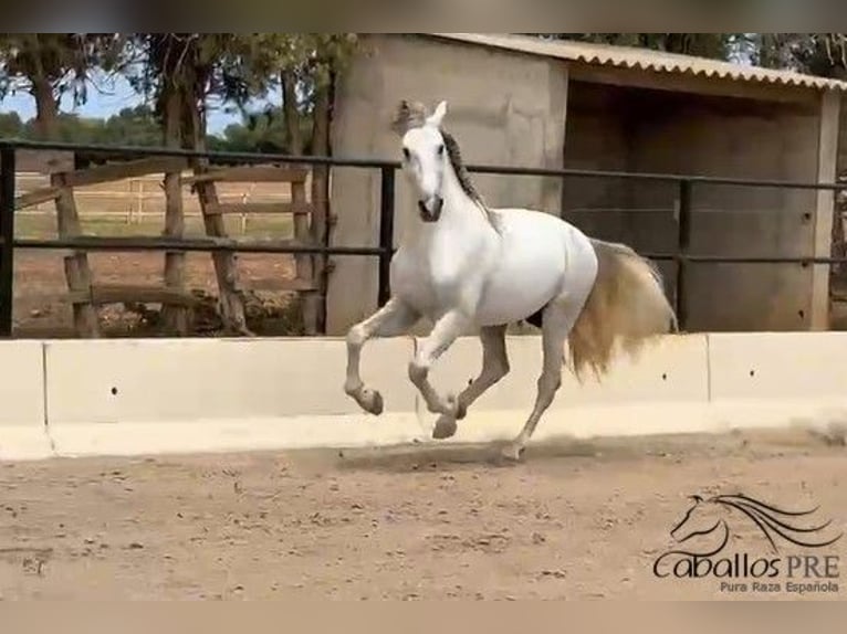 PRE Mix Hengst 3 Jahre 164 cm Schimmel in Mallorca