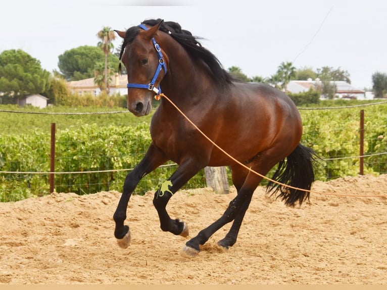 PRE Hengst 3 Jahre 165 cm Brauner in Provinz Cordoba