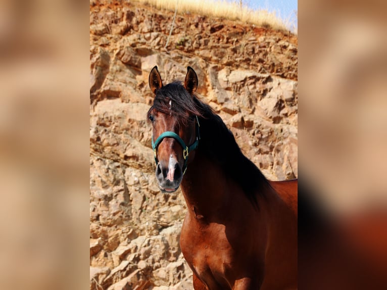 PRE Hengst 3 Jahre 165 cm Brauner in M&#xE1;laga
