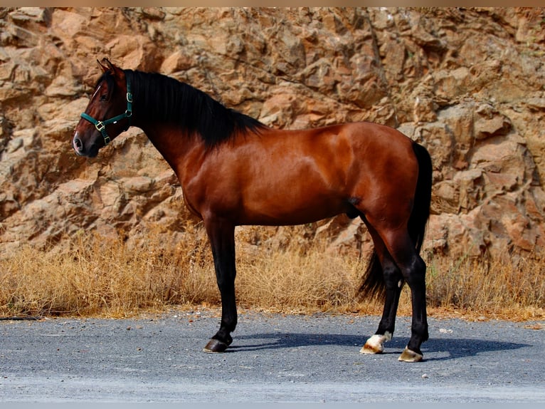 PRE Hengst 3 Jahre 165 cm Brauner in M&#xE1;laga