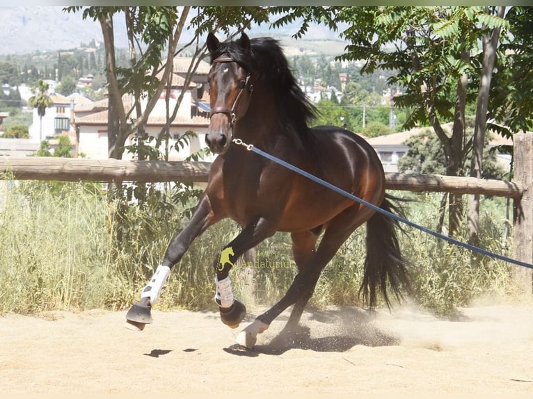 PRE Hengst 3 Jahre 165 cm Brauner in Provinz Granada