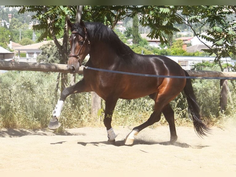 PRE Hengst 3 Jahre 165 cm Brauner in Provinz Granada