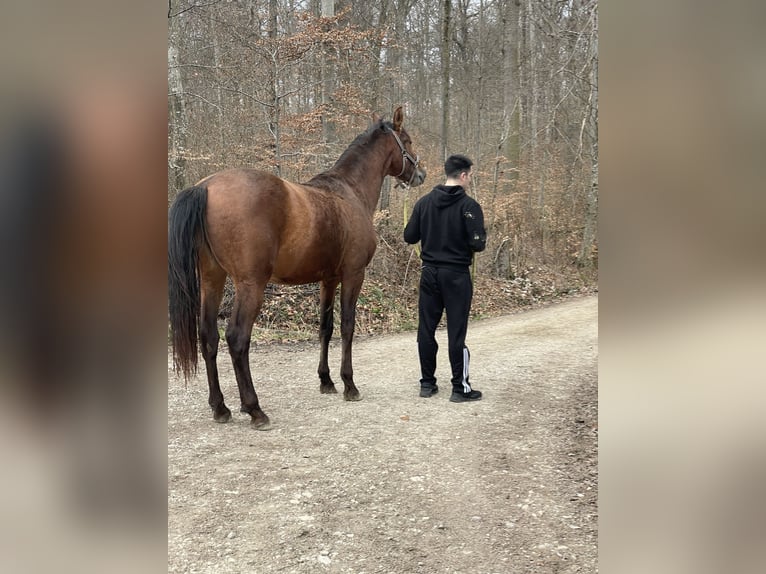 PRE Hengst 3 Jahre 165 cm Brauner in Kirchheim unter Teck