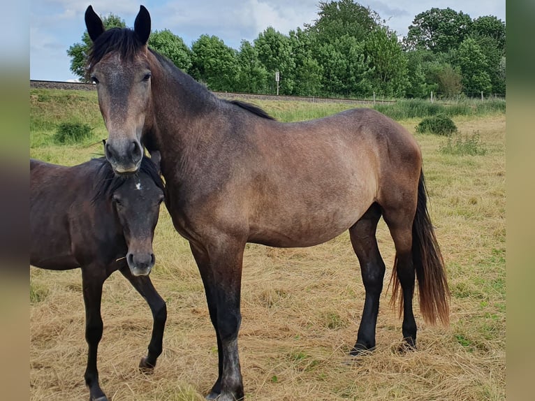 PRE Mix Hengst 3 Jahre 165 cm Braunfalbschimmel in Petersberg