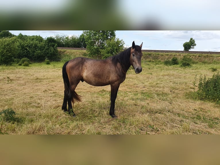 PRE Mix Hengst 3 Jahre 165 cm Braunfalbschimmel in Petersberg