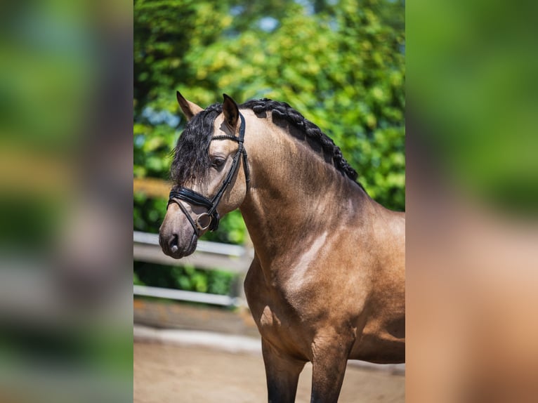 PRE Mix Hengst 3 Jahre 165 cm Buckskin in Poeldijk