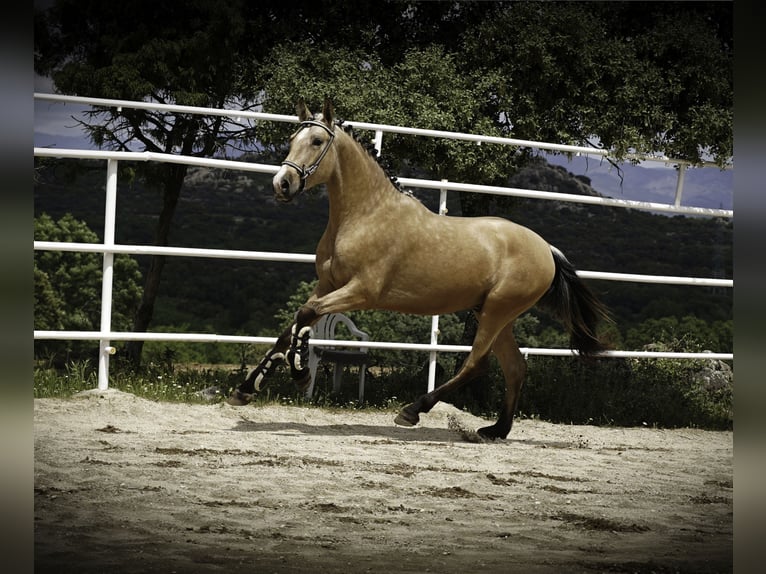 PRE Hengst 3 Jahre 165 cm Buckskin in La Cabrera