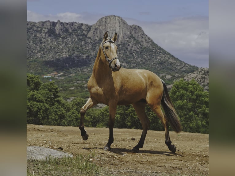 PRE Hengst 3 Jahre 165 cm Buckskin in La Cabrera