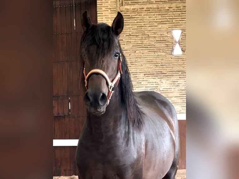 PRE Hengst 3 Jahre 165 cm Dunkelbrauner in El Catllar