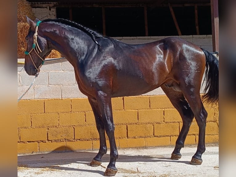 PRE Mix Hengst 3 Jahre 165 cm Dunkelbrauner in Esperanza, La (Loja)