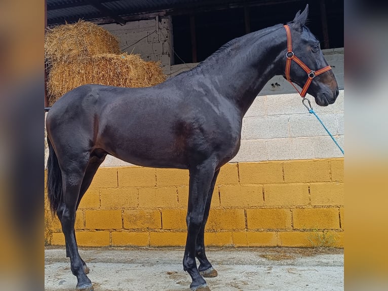 PRE Mix Hengst 3 Jahre 165 cm Dunkelbrauner in Esperanza, La (Loja)