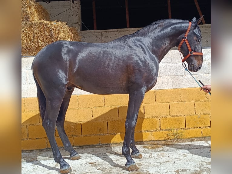 PRE Mix Hengst 3 Jahre 165 cm Dunkelbrauner in Esperanza, La (Loja)