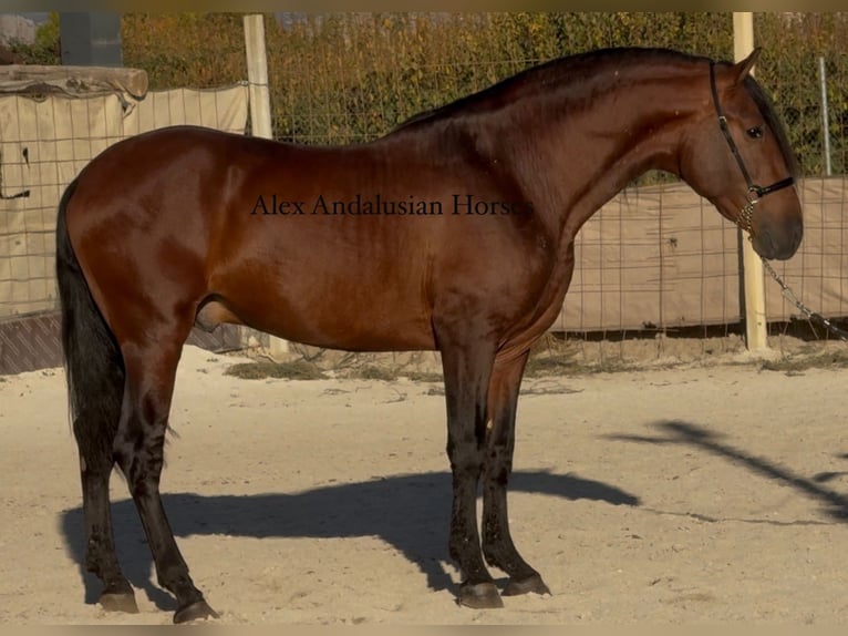 PRE Mix Hengst 3 Jahre 165 cm Dunkelbrauner in Sevilla