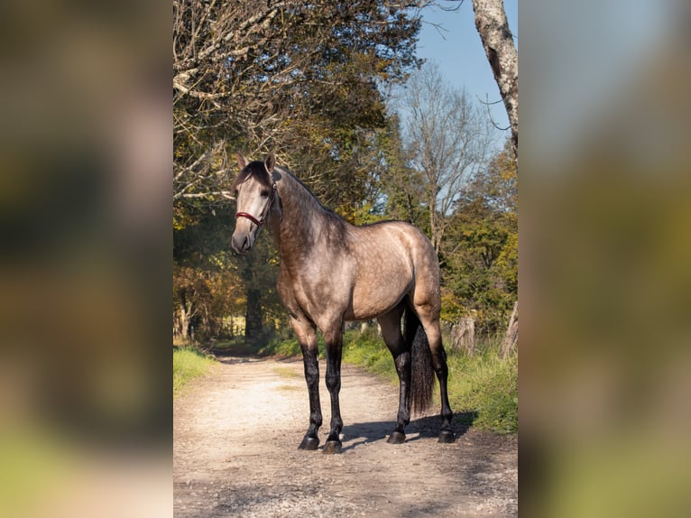 PRE Mix Hengst 3 Jahre 165 cm Falbe in CAUMONT