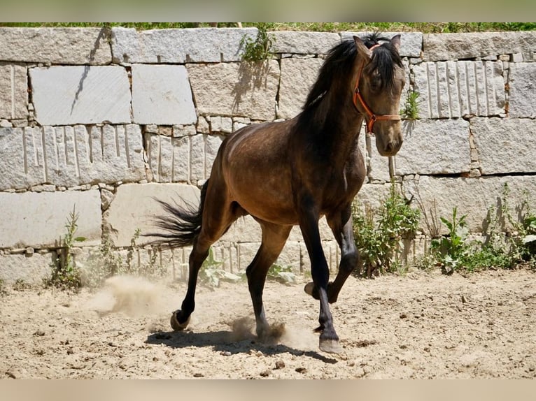 PRE Hengst 3 Jahre 165 cm Falbe in Vilamarín