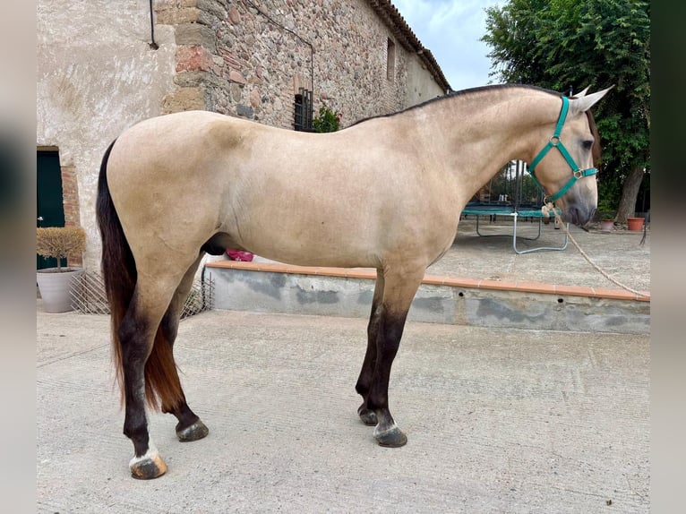 PRE Mix Hengst 3 Jahre 165 cm Falbe in Hamburg