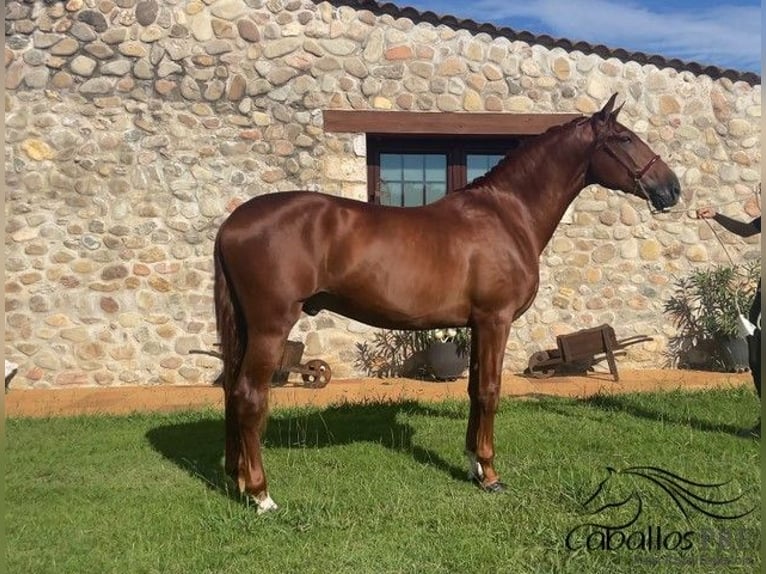 PRE Hengst 3 Jahre 165 cm Fuchs in Barcelona