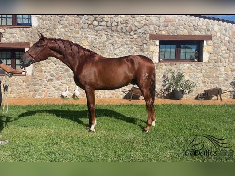 PRE Hengst 3 Jahre 165 cm Fuchs in Barcelona