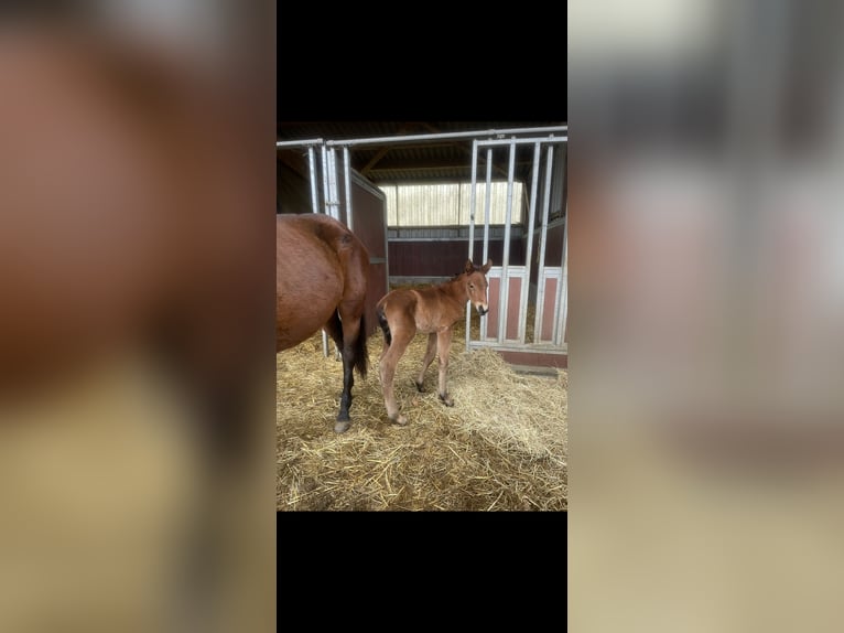 PRE Mix Hengst 3 Jahre 165 cm Fuchs in W&#xFC;rselen