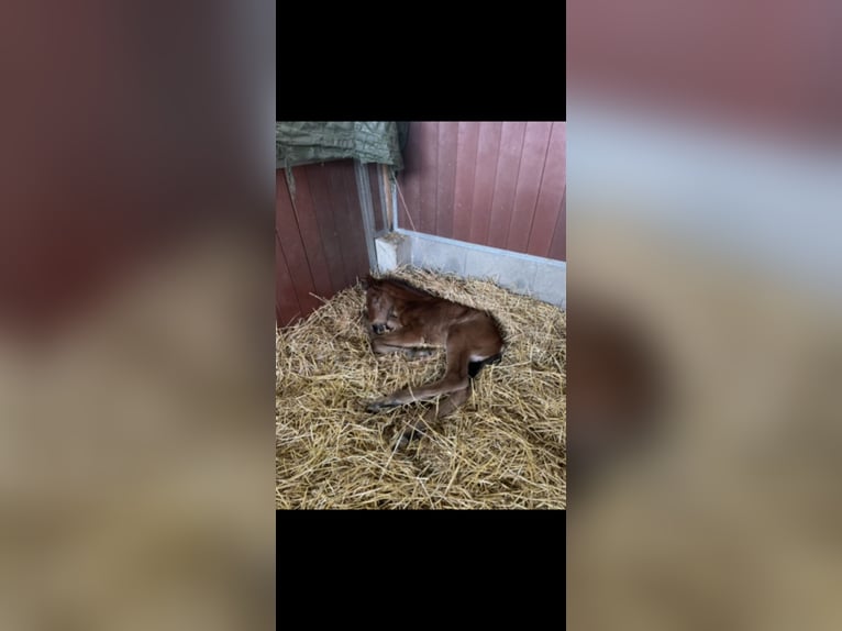PRE Mix Hengst 3 Jahre 165 cm Fuchs in W&#xFC;rselen