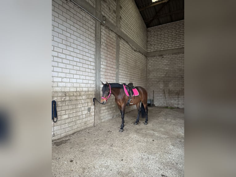 PRE Mix Hengst 3 Jahre 165 cm Fuchs in W&#xFC;rselen