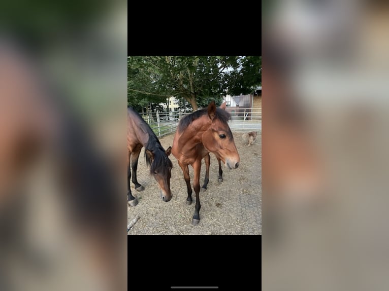 PRE Mix Hengst 3 Jahre 165 cm Fuchs in W&#xFC;rselen