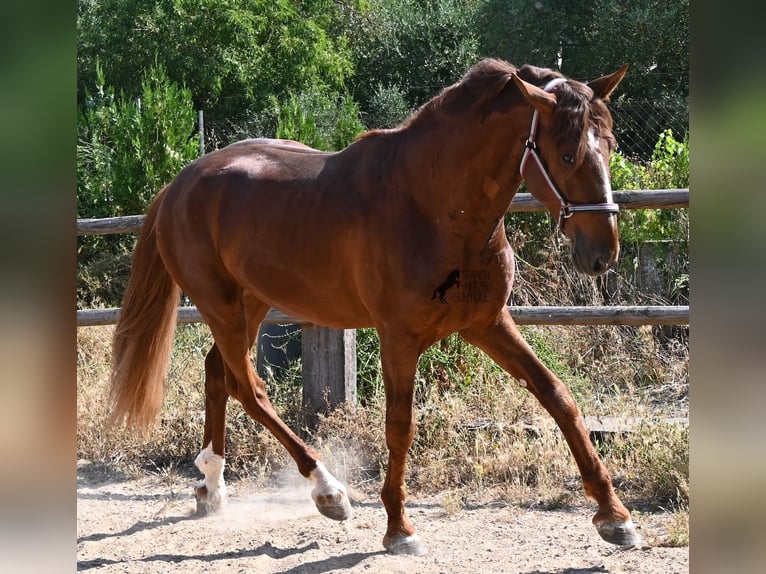PRE Mix Hengst 3 Jahre 165 cm Fuchs in Mallorca