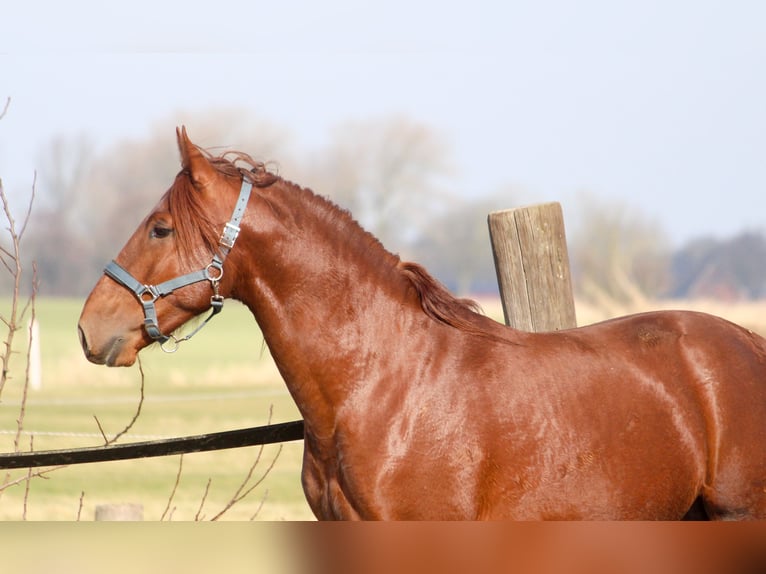 PRE Mix Hengst 3 Jahre 165 cm Fuchs in Wremen