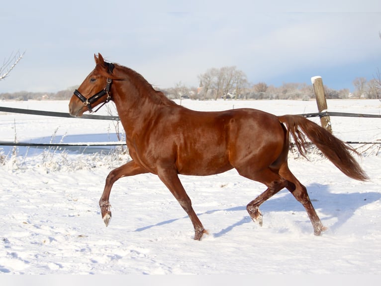 PRE Mix Hengst 3 Jahre 165 cm Fuchs in Wremen