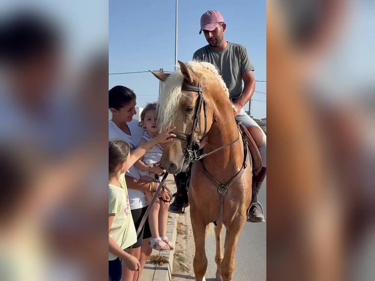 PRE Hengst 3 Jahre 165 cm Palomino in Salucar