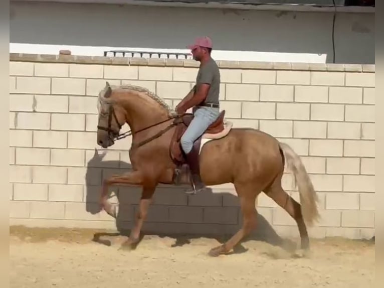 PRE Hengst 3 Jahre 165 cm Palomino in Salucar