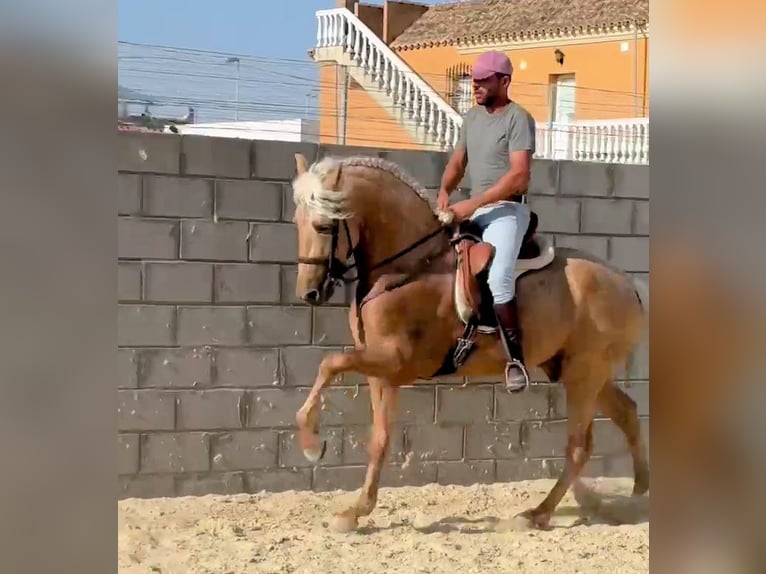 PRE Hengst 3 Jahre 165 cm Palomino in Salucar