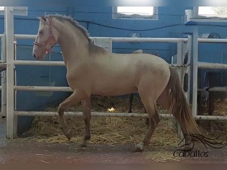 PRE Mix Hengst 3 Jahre 165 cm Perlino in Salamanca