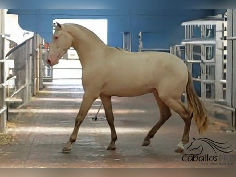 PRE Mix Hengst 3 Jahre 165 cm Perlino in Salamanca