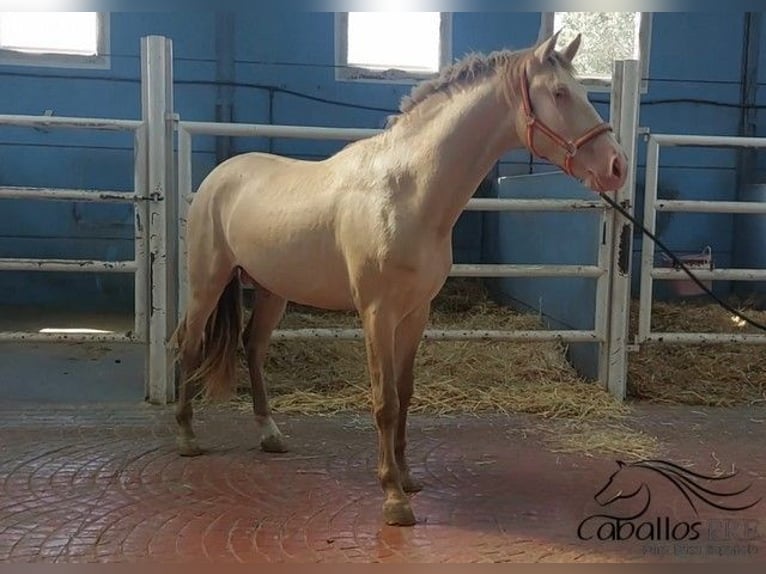 PRE Mix Hengst 3 Jahre 165 cm Perlino in Salamanca