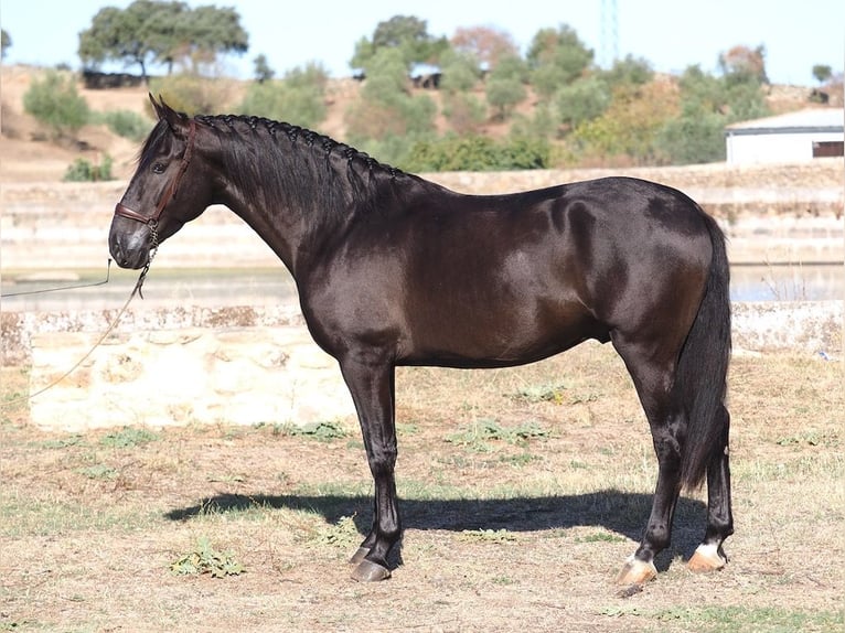 PRE Mix Hengst 3 Jahre 165 cm Rappe in Navas Del Madroño