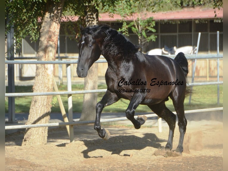 PRE Mix Hengst 3 Jahre 165 cm Rappe in Vejer de la Frontera