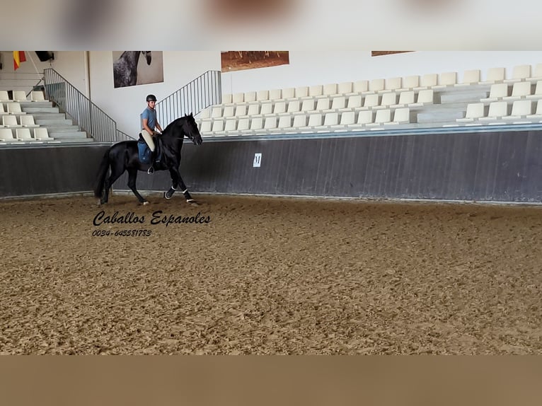 PRE Mix Hengst 3 Jahre 165 cm Rappe in Vejer de la Frontera