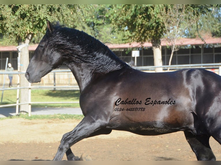 PRE Mix Hengst 3 Jahre 165 cm Rappe in Vejer de la Frontera