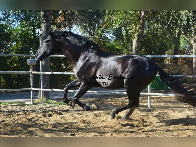 PRE Mix Hengst 3 Jahre 165 cm Rappe in Vejer de la Frontera