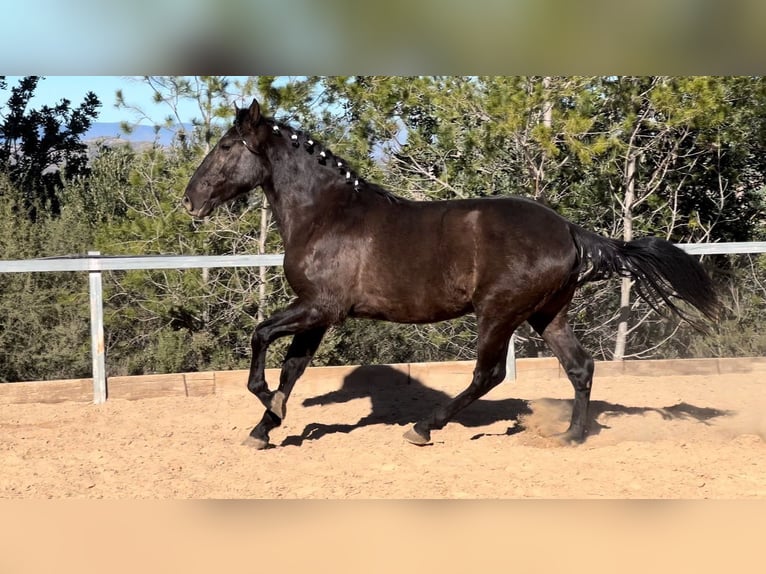 PRE Hengst 3 Jahre 165 cm Rappe in Pedralba