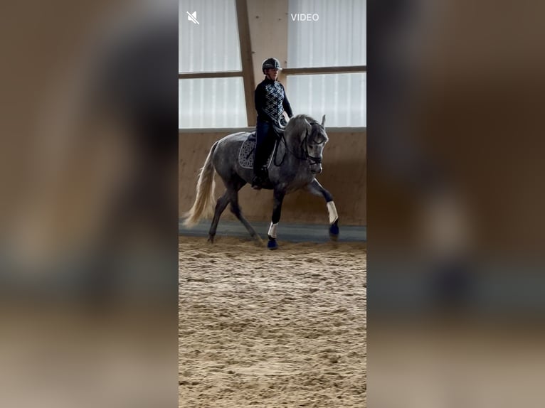 PRE Mix Hengst 3 Jahre 165 cm Schimmel in Warendorf PRE Mix Hengst 3 Jahre 165 cm Schimmel in Warendorf