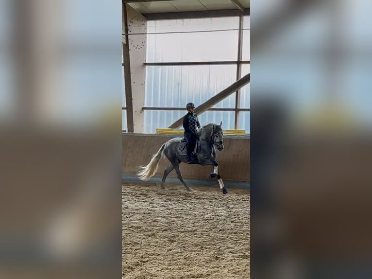 PRE Mix Hengst 3 Jahre 165 cm Schimmel in Warendorf PRE Mix Hengst 3 Jahre 165 cm Schimmel in Warendorf