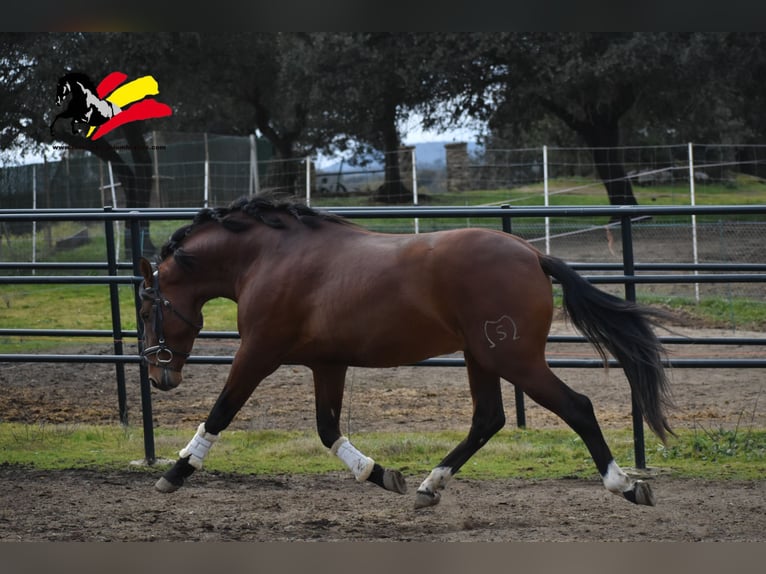 PRE Mix Hengst 3 Jahre 166 cm Brauner in El Real De La Jara, Sevilla